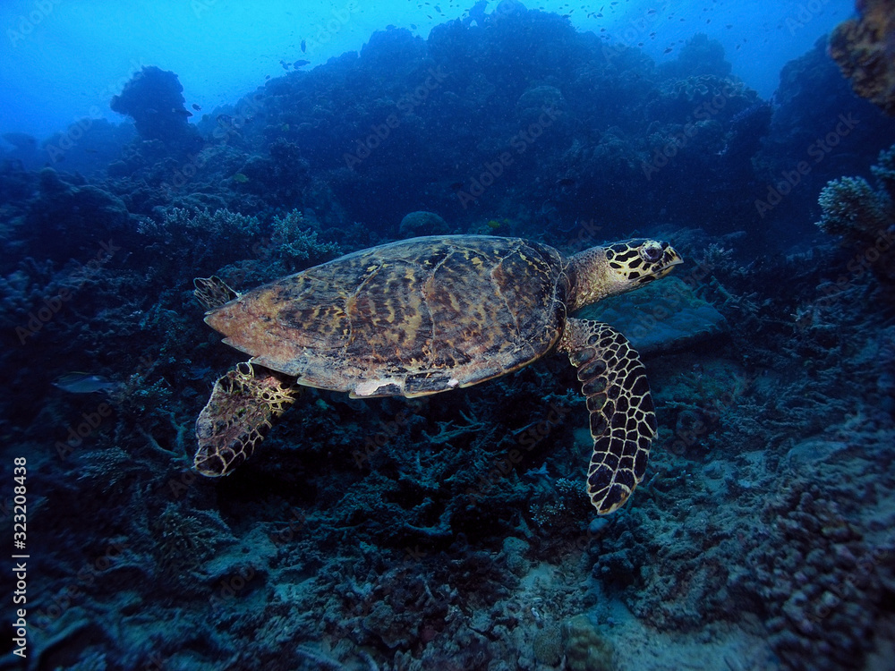 Hawksbill Sea Turtle over coral reef with blue background.