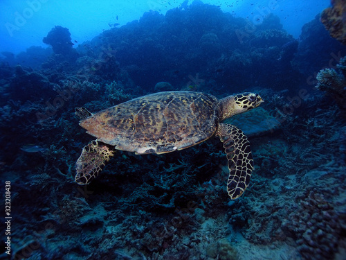 Hawksbill Sea Turtle over coral reef with blue background.