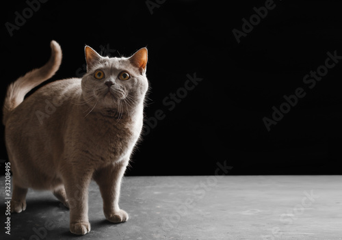 Charming cat of the British breed yellow eyes, standing on a concrete background licking his lips