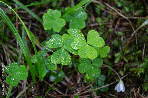 oxalis acetosella