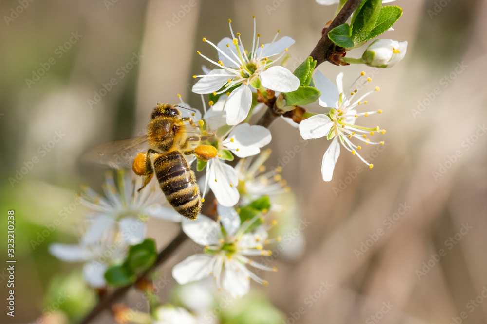 eine Honigbiene sammelt an weiße Kirschblüten Honig eine Honigbiene sammelt an weiße Kirschblüten Honig