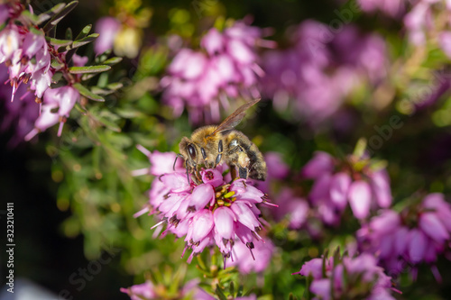 eine Biene sammelt auf einer Blume (Schneeheide) Honig