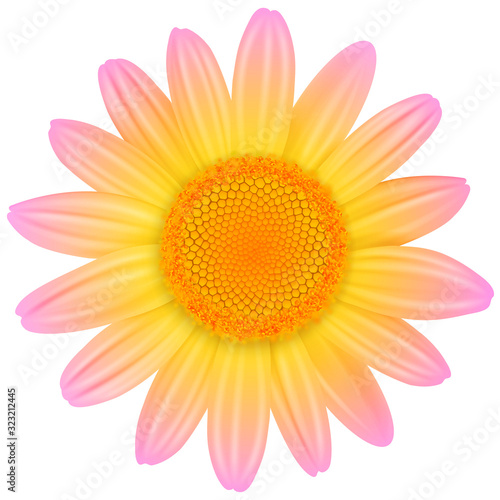 Daisy flower isolated orange color  vector illustration.