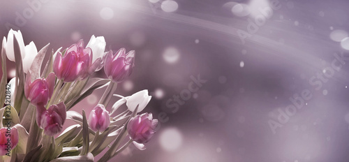 Pink and white tulips in front of pastel - bokeh, Vintage banner © fotoknips