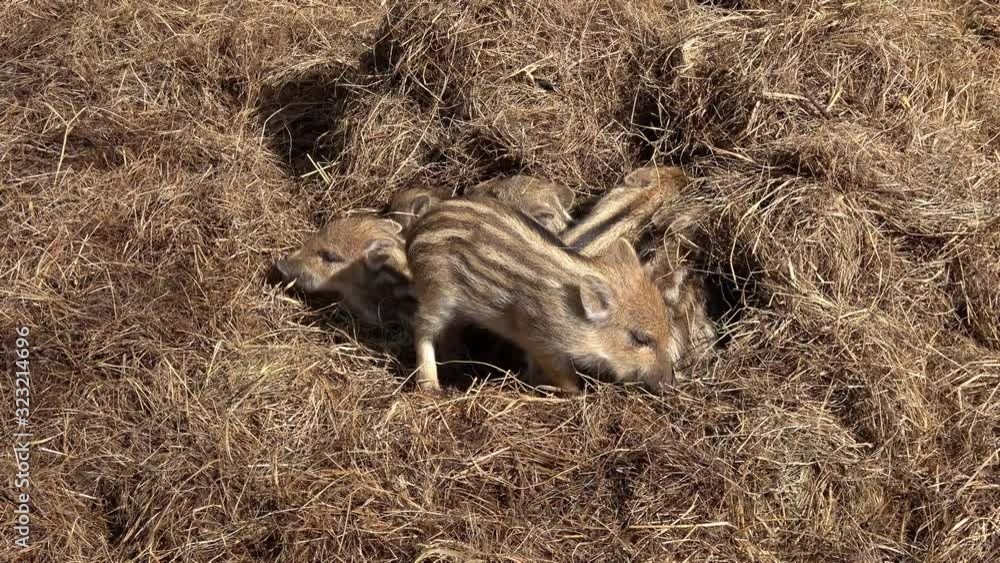 Frischlinge, viele kleine junge Wildschweine im Stroh Frischlinge, viele kleine junge Wildschweine im Stroh