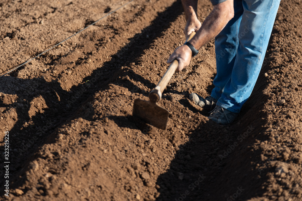 Fototapeta farmer preparing land with hoe to plant potatoes