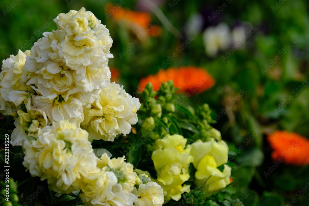 colorful flower garden colorful flower garden