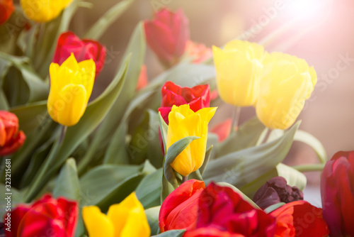 Beautiful tulips blooming in a garden. Spring flowers in blossom