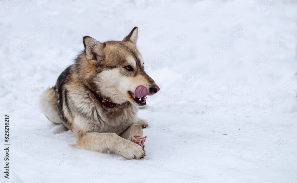 The dog is lying on the snow with a piece of meat in its paws