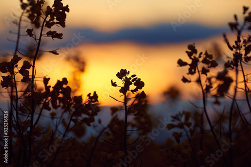 beautiful sunset - rapeseed flower closeup, bright springtime landscape, dark sky, clouds and sunlight