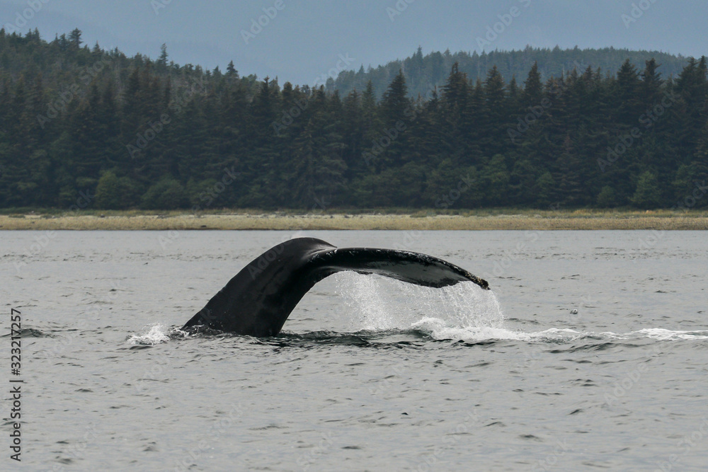 Fototapeta premium Humpback whale showing it's fluke as it dives deep into the ocean.