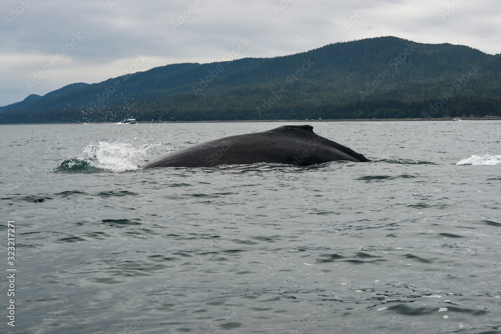 humpback whale in the sea, arching it's back ready to dive.