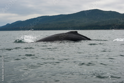 humpback whale in the sea, arching it's back ready to dive.