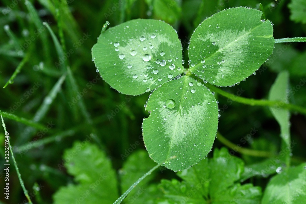Clover leaves with beautiful raindrops close up. Spring background. Clover leaves with beautiful raindrops close up. Spring background.