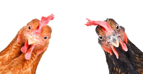 Portrait of a  funny chickens, closeup, isolated on white background