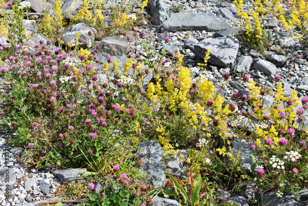 Obraz premium Yellow bedstraw Galium verum and red clover Trifolium pratense flowering in a wildflower field in rocky landscape