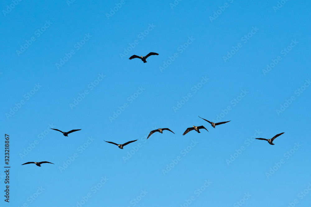 A Flock of Cormorants Flying in an Orderly Formation above the Sea
