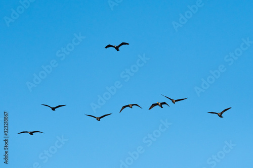 A Flock of Cormorants Flying in an Orderly Formation above the Sea