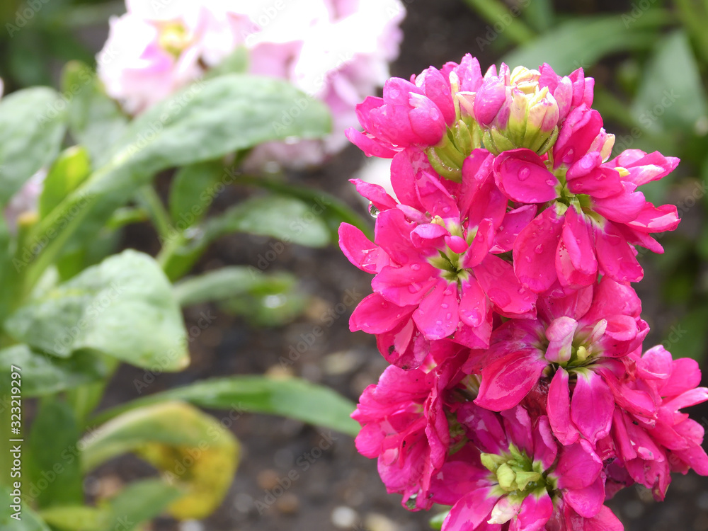 Fototapeta premium 雨の日に咲いた赤色のストックの花