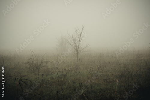 heavy fog in the autumn gray field