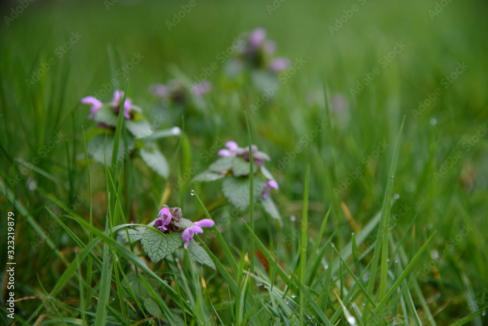 Cut-leaved Dead-nettle, Lamium hybridum wild flower in the green grass field macro photography. Cut-leaved Dead-nettle, Lamium hybridum wild flower in the green grass field macro photography.