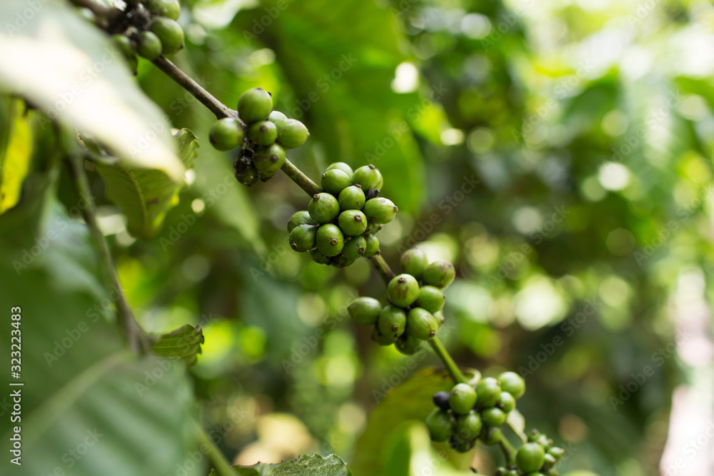 Green coffee beans growing on the branch in Indonesia. Green coffee beans growing on the branch in Indonesia.