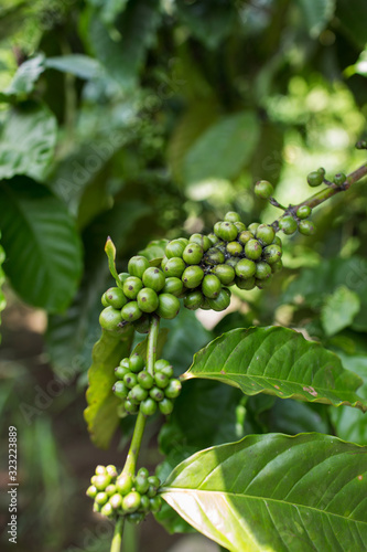 Green coffee beans growing on the branch in Indonesia.