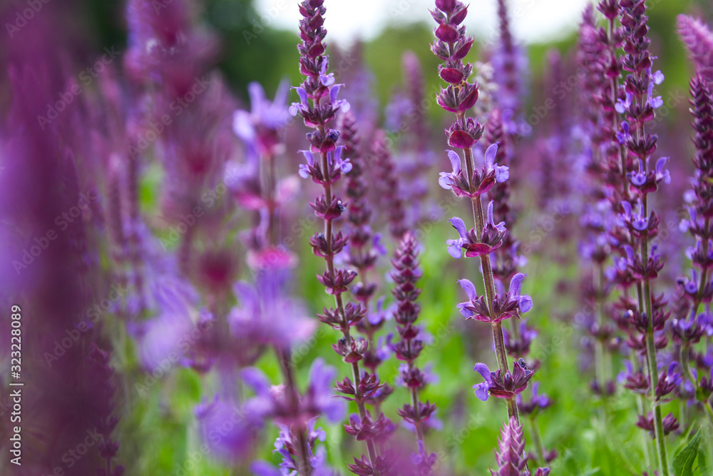 Obraz premium Lavender