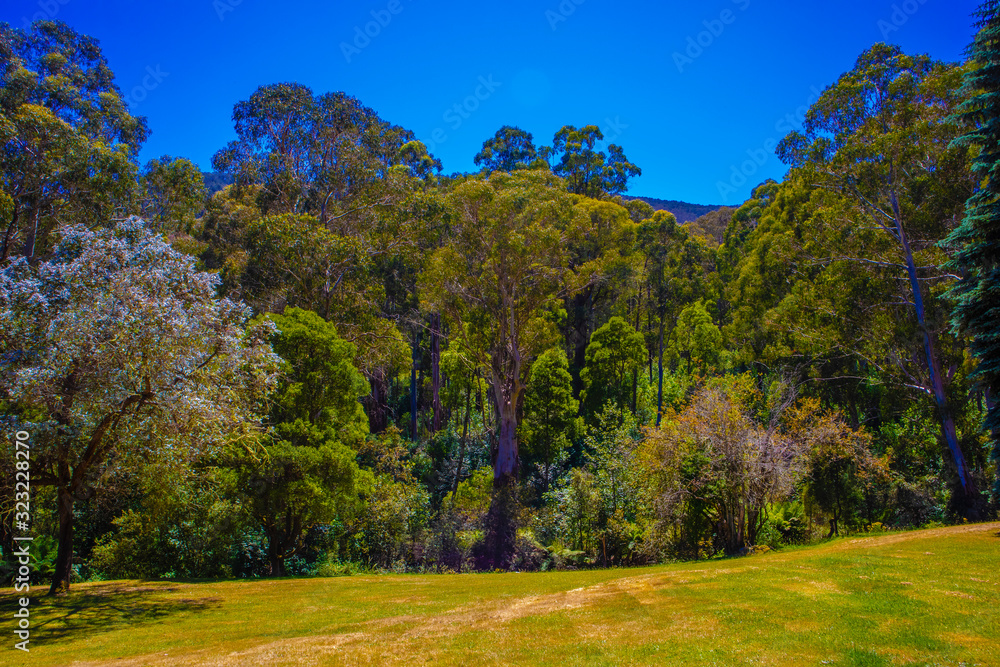 Eucalyptus trees in a park at the base of a mountain
