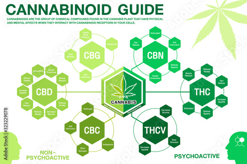 Cannabinoid Guide infographic chart. show main compound cannabinoid from cannabis, hemp, marijuana or marihuana.Green concept design on white background.