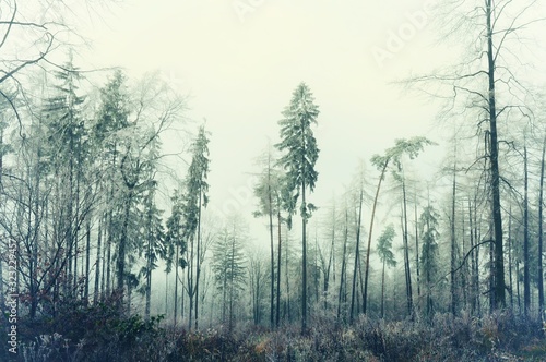 Mysterious foggy forest. Coniferous trees  gloomy winter landscape  gray sky. Eastern Europe.  .