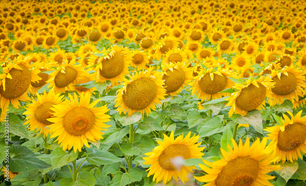 Fototapeta premium bright yellow fields with sunflowers and blue sky on a Sunny summer day