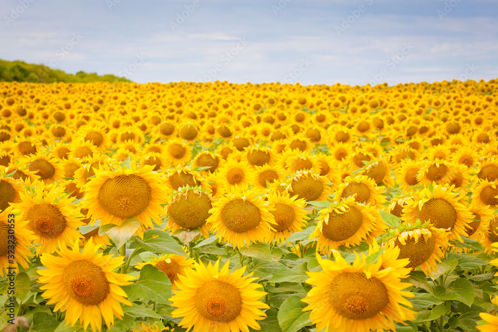 Obraz premium bright yellow fields with sunflowers and blue sky on a Sunny summer day