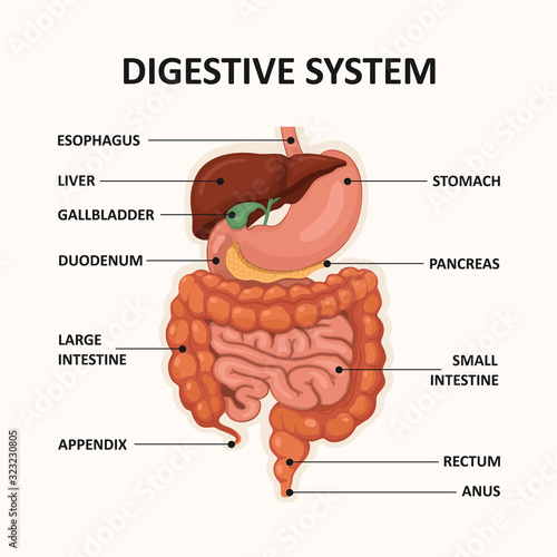 Human digestive system, GI tract organs