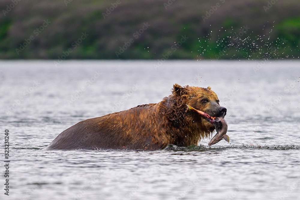 Ruling the landscape, brown bears of Kamchatka (Ursus arctos beringianus) Ruling the landscape, brown bears of Kamchatka (Ursus arctos beringianus)