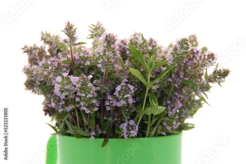 flowers in pot isolated on white