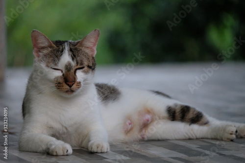 Cute Thai cat