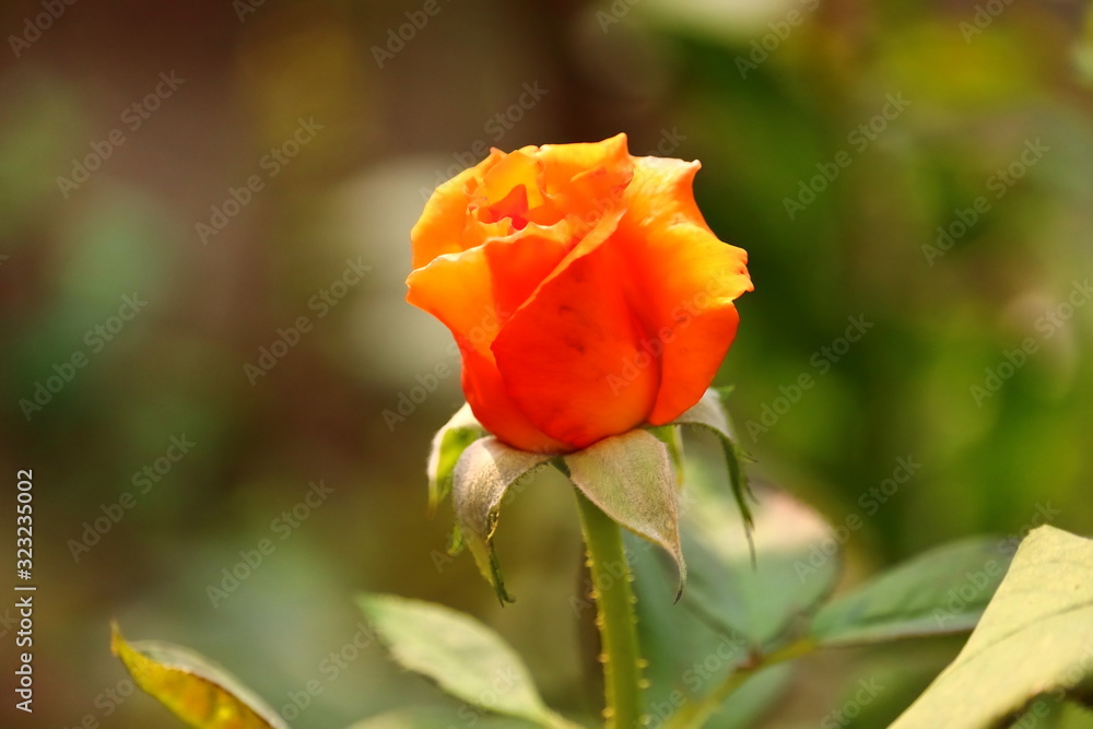 rose background, spring yellow rose flower