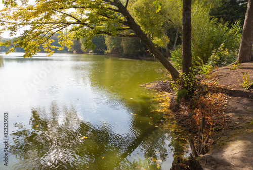Trees on the lake in autumn