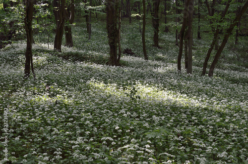 Blooming under trees in the forest