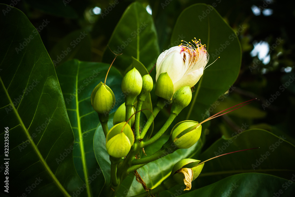 Barringtonia asiatica (fish poison tree, putat or sea poison tree) is a ...