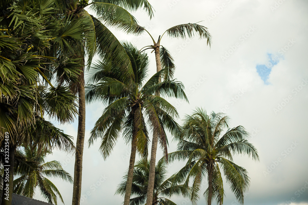 tropical trees, palm trees on a background of blue cloudy sky