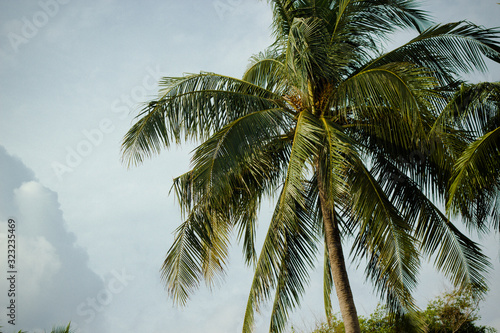 tropical trees  palm trees on a background of blue cloudy sky