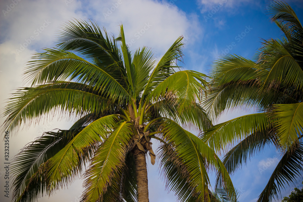 Obraz premium summer landscape, palm trees on a background of blue cloudy sky