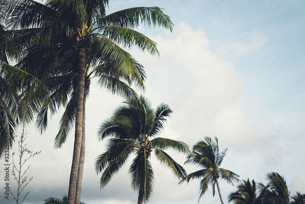 summer landscape, palm trees on a background of blue cloudy sky summer landscape, palm trees on a background of blue cloudy sky