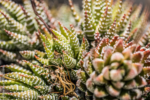 Selective focus close-up top-view shot on Golden barrel cactus in autumn