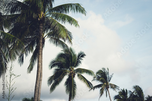 summer landscape, palm trees on a background of blue cloudy sky