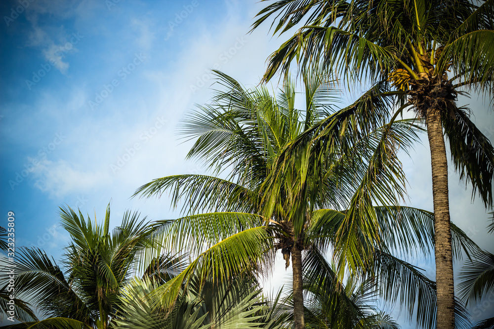 summer landscape, palm trees on a background of blue cloudy sky