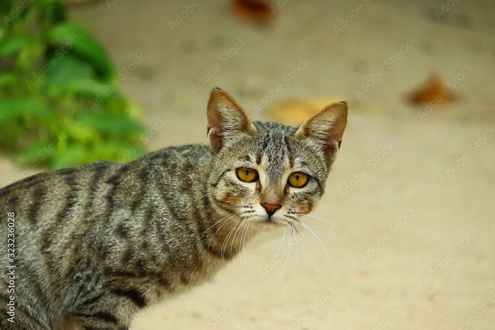 portrait of cat background, domestic cat