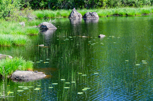 flat bay with water plants photo